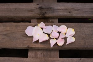 Fleuriste créatif-Achat de pétales en ligne